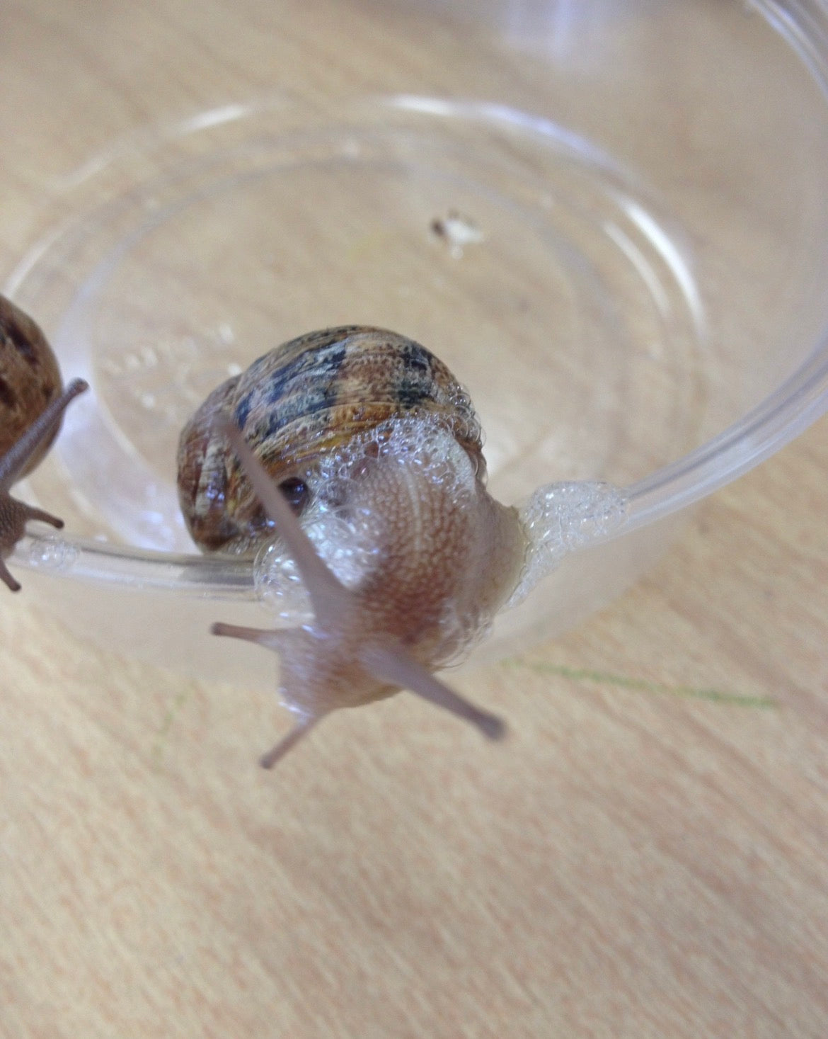 Snail ring
