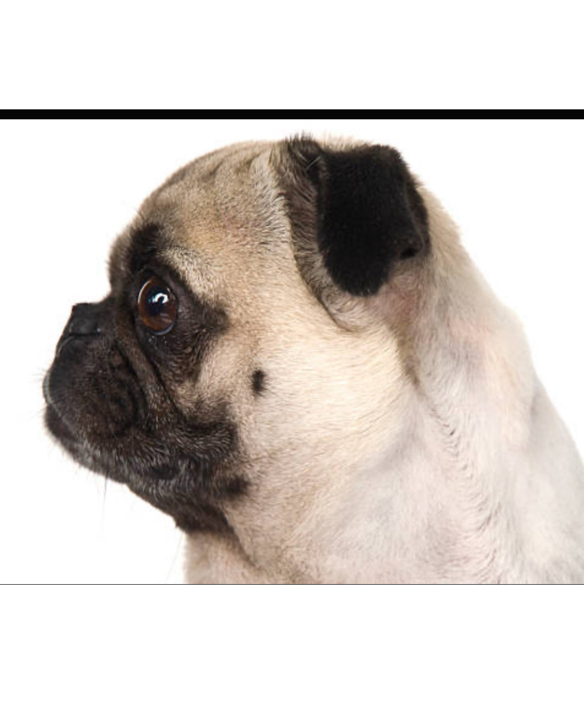 Dearest Pet Pug pendant
