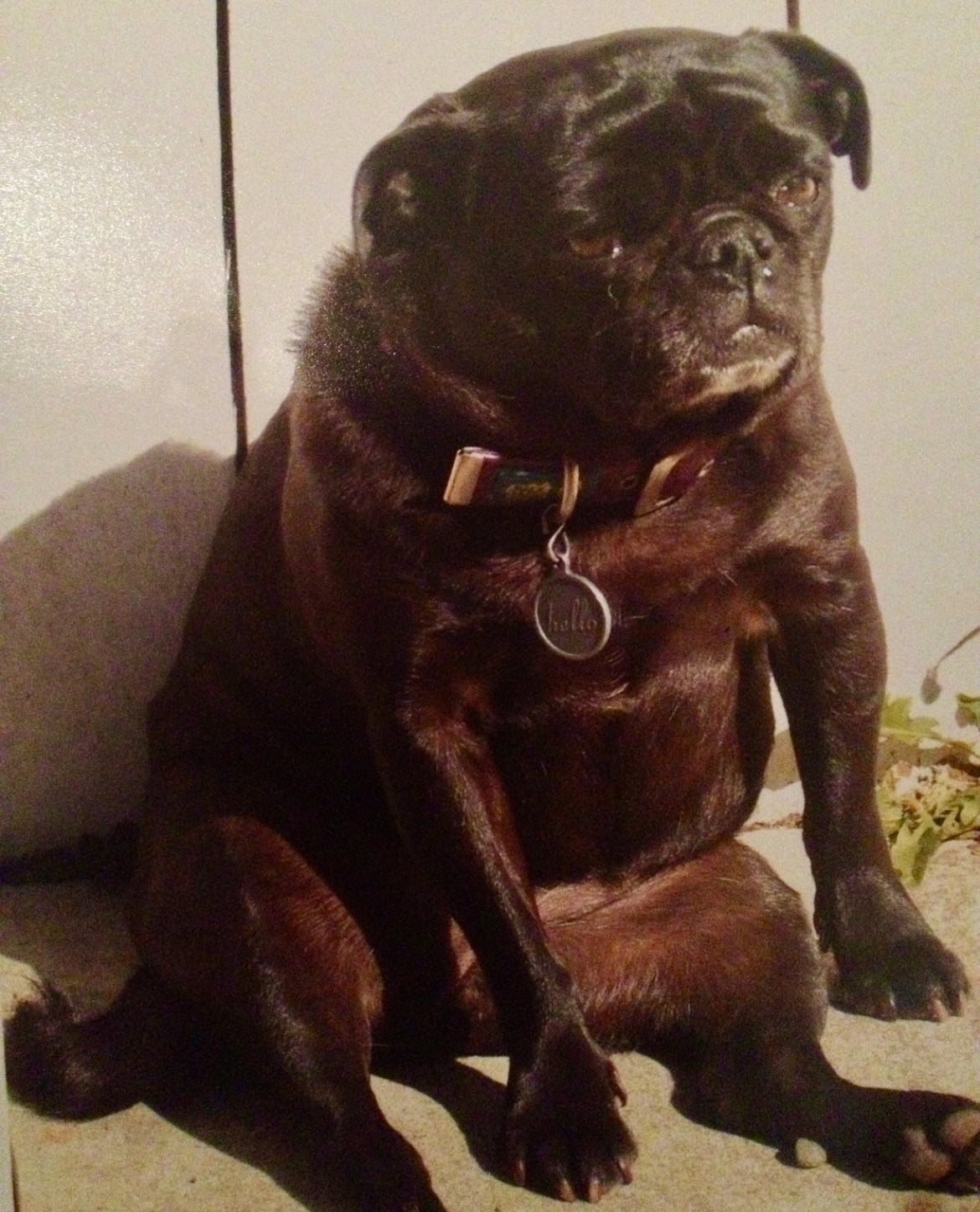 Dearest Pet Pug pendant