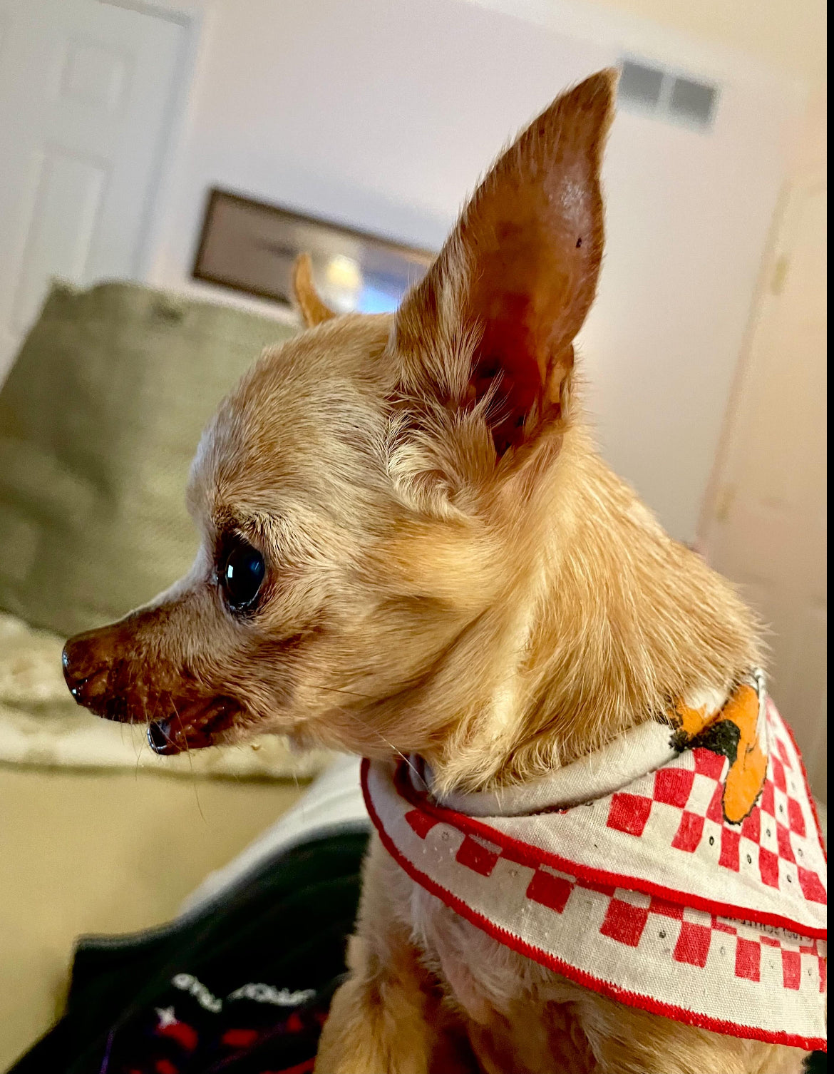 Beloved Pet intaglio pendant, silver and 18k